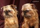 Brüssler Griffon Griffon Bruxellois Zwerggriffon