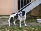 Mischlings-Hündin aus ungarischer Tötungsstation sucht liebevolles Zuhause