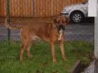 Unser einsamer Bullmastiff