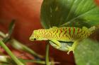 2 2 Phelsuma Mad Grandis High Red suchen neues Zuhause