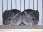 Chinchilla-Böckchen.