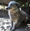 Winnie - sucht ein Zuhause mit Zeit und Geduld