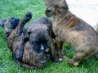 Ich verkaufe boxer welpe