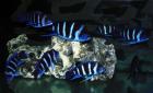 1/8 Blue Zaire Frontigruppe