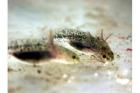 AXOLOTL Ambystoma mexicanum