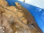 Seltene Bartagame mit Terrarium