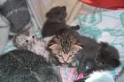 4 süsse Katzenbabys suchen ein neues Zuhause