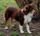 Roter Mini Aussie vermisst