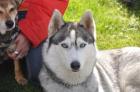 Reinrassige Siberian Husky-Welpen aus FCI-Zucht erwartet ab dem 14. 10. 2022