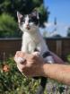 Katzenbabys Babykatzen Kätzchen Kitten Kater