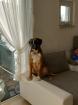 Apollo deckrüde/ boxer