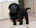 Labrador Welpen blond und schwarz
