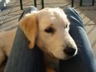 Golden Retriver Weibchen sucht neues Zuhause