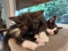 Kitten Katzenbaby Katzenkinder Babykatze Katzenbabies Katzenjunge