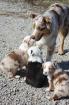 Bildschöne reinrassige Australian Shepherd Welpen aus kontrollierter verantwortungsvoller Zucht