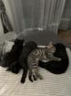 11 Wochen alte Katzenbabys