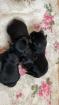 Yorkshire Terrier Welpen