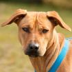 LUDI - bildhübscher Rhodesian-Ridgeback-Mix - 10 Monate - Tierhilfe-Franken e. V.