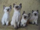 Siam babys reinrassig 11 wochen alt suchen ein neues liebevolles zuhause
