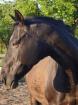 Netter alter Rentner sucht