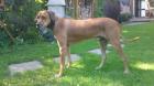 Rhodasien Ridgeback aus Zeitmangel in gute verantwortungsbewusste Hände abzugeb