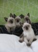 SIAM KITTEN SUCHEN EIN NEUES ZUHAUSE