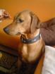 Wir erwarten Ende Oktober Ridgeback Welpen aus Hobbyzucht