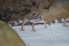 Leopardgecko NZ 2022