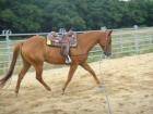 QH-Wallach vom Tophengst FF Play My CD