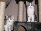 2 Katzenkinder Geschwister beide weibl. Mischlinge