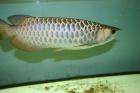 Asiatischer Arowana x-back blue base