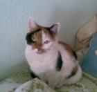 Lilly sucht Frauchen mit viel Zeit