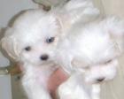 Mini-Malteser welpen