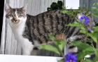 Katze vermisst 500Euro Belohnung