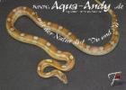 Zuchtsaison 2022 Kornnatter Pantherophis guttatus