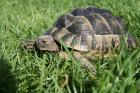 Maurische Landschildkröte