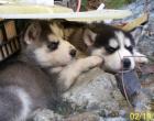 10 Huskywelpen Siberian Husky Welpen sibirische