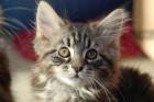 Maine Coon Babies Ollie Otto Oskar und Olivia.