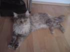 Schmusige verspielte MaineCoon sucht neuen Dosenöffner