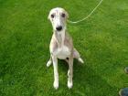Traumhafte Whippetwelpen Whippet Welpen