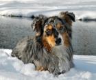 Australian Shepherd Deckrüde o. P.