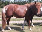Fuchsscheckpony Wallach