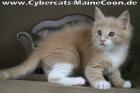 Maine-Coon-Mädchen KELLY creme tabby/white Hamburg
