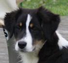 Australian Shepherd Welpen Audrey und Marlon