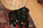 11 Wochen alter lieber Labrador Rüde