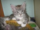 Maine-Coon Mädchen m. P.
