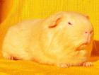 Hübsches Notmeerschweinchen mit Zubehör abzugeben
