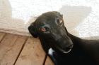 Sona Greyhound w. geb. Oktober 2022