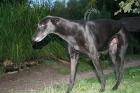 Paddy Greyhound m. geb. Oktober 2022