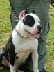 American bulldog